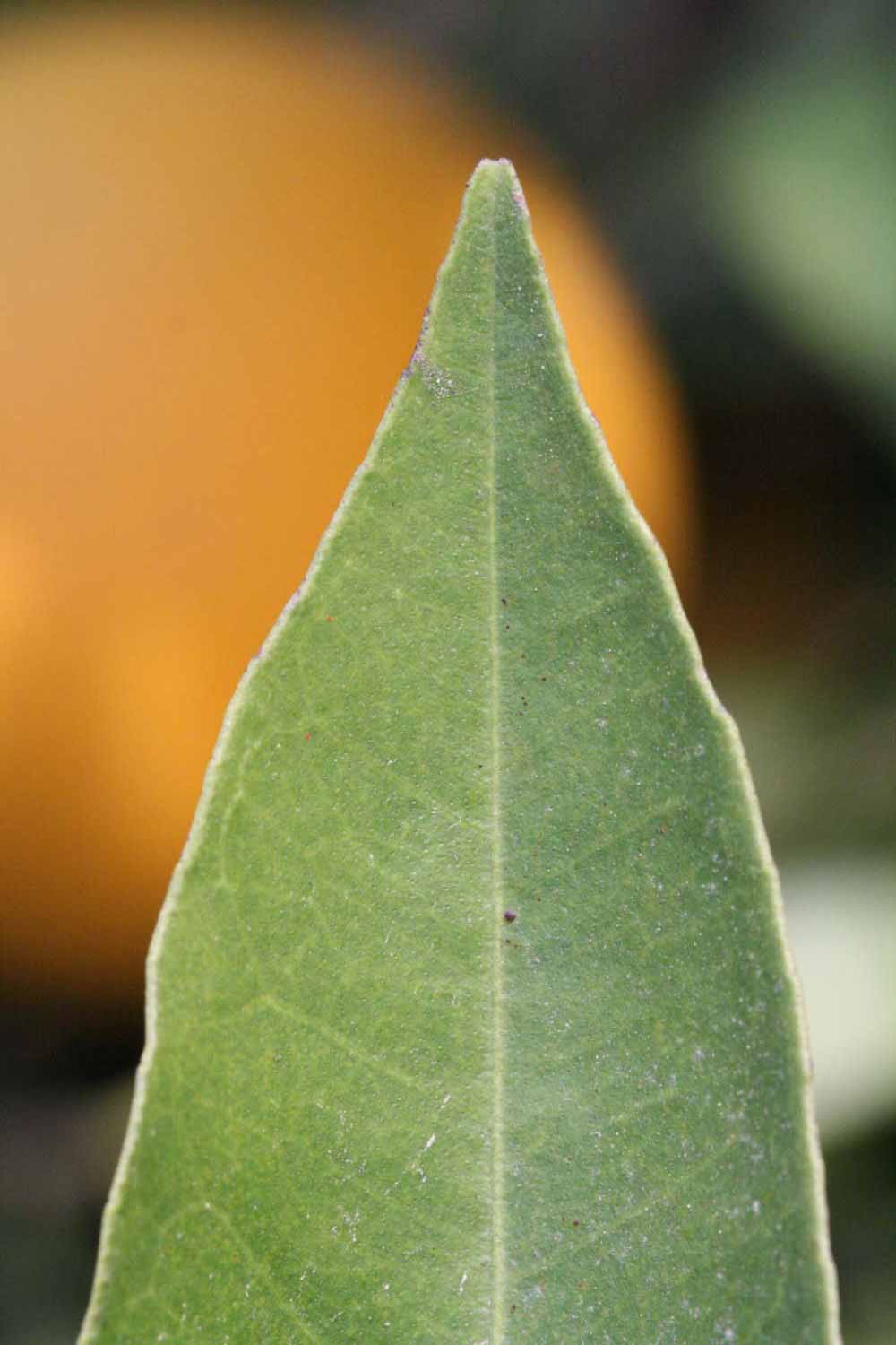            Margin (Vainiglia, Riverside, CA)   